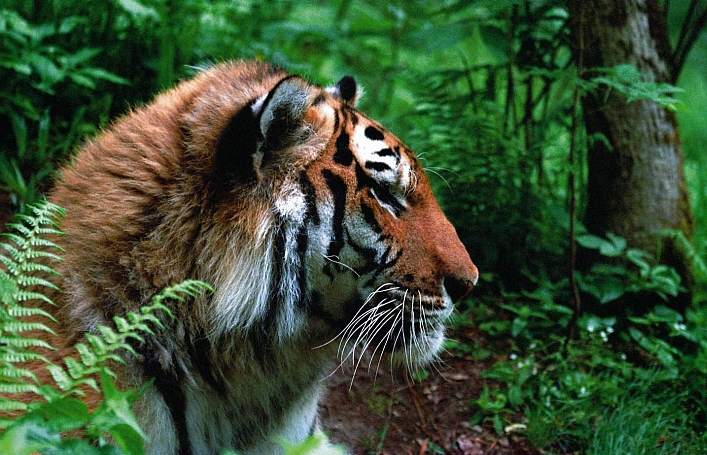 Amur tiger